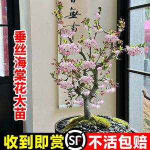 垂丝海棠花树苗盆栽四季开花植物室内花卉阳台客厅绿植绿宝石大叶