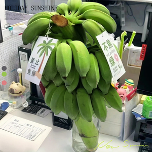 禁止蕉绿芭蕉办公室桌面绿植水培植物香蕉树盆栽水果室内可食用虑