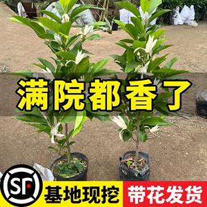 白兰花玉兰花树苗带花苞矮化老桩盆栽紫黄角兰四季开花卉绿植植物