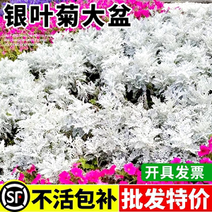 银叶菊盆栽苗蜡菊驱虫花草小区路边绿化花香草植物四季常绿小灌木