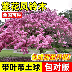 紫花黄花风铃木树苗门前旺宅耐寒树庭院观赏风景树苗大全绿化植物