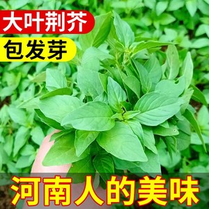 荆芥菜种籽大全河南大叶蔬菜种子孑四季种植菜籽金苋菜荆棘空心菜