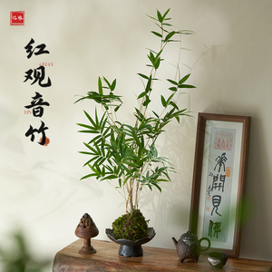 红观音竹盆栽竹子水培植物带根苔藓球米竹室内茶室桌面绿植小盆景