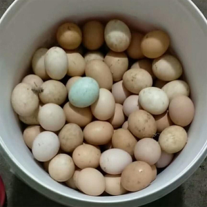授精孵化 土鸡蛋农家野外散养30枚现捡发货自养草鸡柴鸡初生