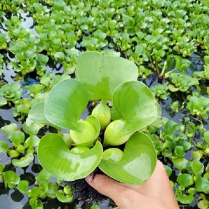 水葫芦浮萍养鱼养龟鱼缸造景净化水质鱼塘水草牡丹水芙蓉盆景淡水