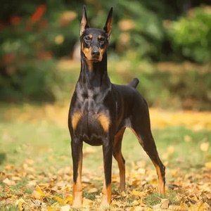 纯种杜宾宾犬幼犬杜宾狗美系德系杜宾犬护卫猎犬大型警护卫杜宾犬