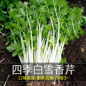 白芹菜种籽四川白杆芹菜白梗实芹菜种子孑农家阳台适合冬天种的菜