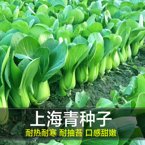 上海青种籽瓢儿白五月慢四月慢菜种上海清菜种孑阳台蔬莱疏菜种子