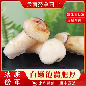新鲜菌冰鲜冷冻松茸速冻1000g云南野生松茸冻蘑菇松茸商用素食店