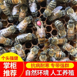 蜂王蜜浆型蜂王意蜂蜂王喀王松丹王活体产卵新开产卵王处女王包邮