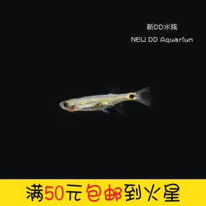 龙须灯鱼活体小金龙除油膜热带鱼活体鱼工具鱼包邮包损 阿里巴巴找货神器 龙须灯鱼活体小金龙除油膜热带鱼活体鱼工具鱼包邮包损 阿里巴巴找货神器