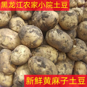 黑龙江土豆油劲855农家自种马铃薯新鲜蔬菜面土豆黄心黄麻子土豆