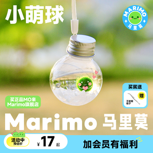 Marimo马里莫 小萌球 幸福球藻冬季耐寒水培绿植物海藻生态瓶礼品