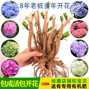绣球老桩花苗盆栽无尽夏花卉特大苗绿植物带花苞庭院阳台四季开花 阿里巴巴找货神器 绣球老桩花苗盆栽无尽夏花卉特大苗绿植物带花苞庭院阳台四季开花 阿里巴巴找货神器