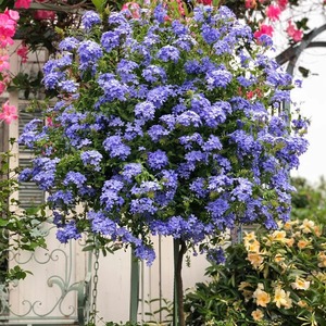 蓝雪花棒棒糖盆栽花彩阳台夏季耐热常绿爆花植物瀑布花墙拱门花卉