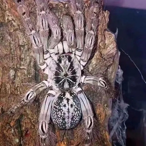 多哥星团巴布3-12厘米白色花纹宠物蜘蛛经典树栖活体另类宠物