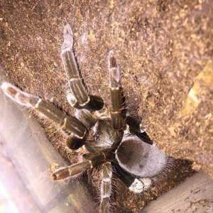 海格力斯巨人巴布 宠物活体蜘蛛 1cm个体 可群养适合新手