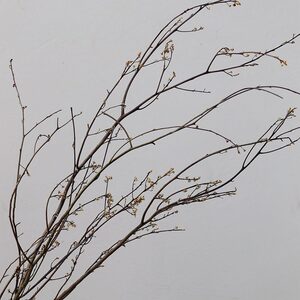 插花云龙柳 插花云龙柳品牌 价格 阿里巴巴