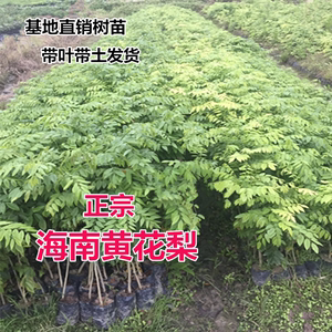 正宗海南黄花梨树苗降香黄檀小苗名贵绿化苗黄花梨 沉香 小叶紫檀