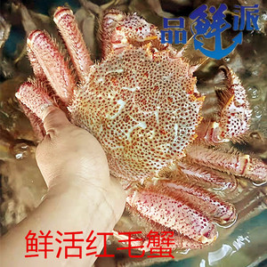 论只卖1.5-3斤日料食材红毛蟹 板蟹鲜活大红毛蟹 刺身闪送