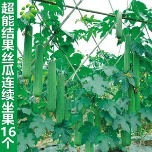 鼎牌优比一号三比6号丝瓜苗子早熟高产特大香春夏秋冬四季蔬菜苗