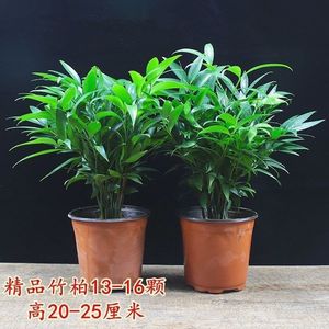 竹柏盆栽植物长寿竹室内四季常青耐寒绿植竹柏苗夏季水培绿植花卉