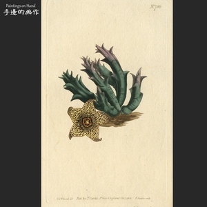 英国1804年手工上色雕刻铜版画 艺术花卉博物图/柯蒂斯/豹皮花属