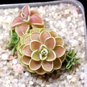 红爱兰捕虫堇多肉食虫植物食人花捕蝇草驱蚊草卧室花卉新手盆栽 阿里巴巴找货神器 红爱兰捕虫堇多肉食虫植物食人花捕蝇草驱蚊草卧室花卉新手盆栽 阿里巴巴找货神器