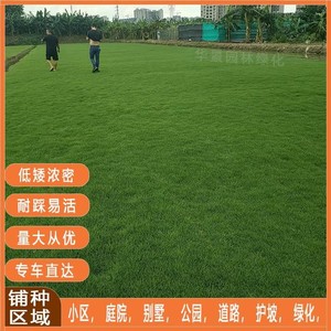 台湾草马尼拉四季常绿新鲜带泥土真草皮草坪别墅庭院绿化工程用草