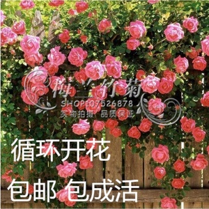 阳台庭院花卉盆栽 多花蔷薇花苗 5年苗 玫瑰当年开花爬墙藤蔓植物