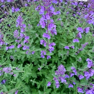 紫花猫薄荷种子樟脑草猫薄荷草盆栽地被荆芥铺地花海种籽蓝紫色花