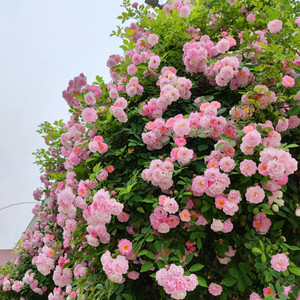粉团蔷薇花苗老品种多花无刺蔷薇粉色群开爬藤花卉植物盆栽爬墙花