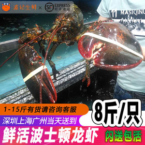 鲜活波士顿龙虾 海鲜水产进口澳洲澳龙超特大10青龙虾活体8斤包邮