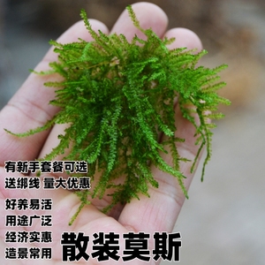 散装莫斯大三角垂泪阴性水草绑线鱼线杜鹃根沉木不锈钢网片前景草