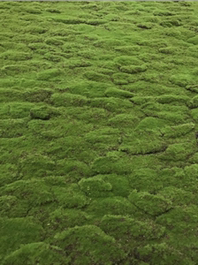 仿真苔藓鼓包草皮植毛假青苔草坪植物墙配材室内景观绿化人造草