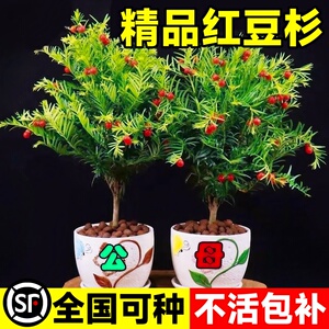 红豆杉树苗盆栽南北方种植室内外花卉绿植盆景植物四季好养风景树