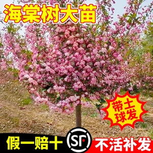 海棠花树苗西府垂丝海棠大树花卉植物盆栽庭院地栽四季大型风景树