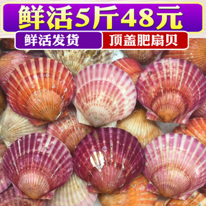 海鲜鲜活扇贝当天新鲜红扇贝野生小红贝海鲜贝类水产小扇贝干贝肉