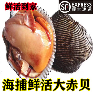 鲜活超大赤贝刺身血蛤蜊新鲜毛蚶赤贝肉净肉毛蛤蜊日料连云港海鲜