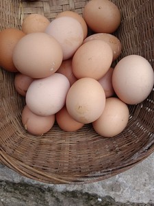 农村土鸡蛋农家散养粮食吃杂粮农村30枚草鸡蛋柴鸡蛋新鲜笨鲜鸡蛋