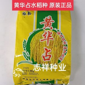 黄华占水稻种子 中稻 虾稻种 黄华粘稻谷 常规品种好吃长粒水稻