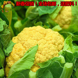 黄菜花 黄菜花品牌 价格 阿里巴巴 黄菜花 黄菜花品牌 价格 阿里巴巴