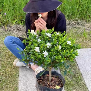 小叶栀子花独杆盆栽树苗老桩盆景阳台庭院四季开花浓香型花卉植物