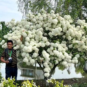 园林绿化苗木庭院观花植物花卉木本白花绣球树苗琼花树苗八仙绣球