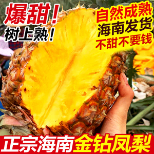 海南金钻凤梨新鲜水果香水菠萝手撕凤梨17号礼盒特大果风梨树上熟