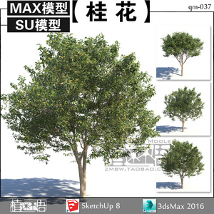 植迷不悟【桂花】园林景观常绿乔木3d植物Max/Su模型素材
