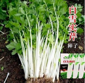 四季白芹菜种籽四川白杆白梗芹菜种孑本地实心小香芹菜籽种蔬菜子
