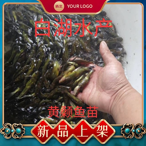 黄骨鱼苗黄辣丁黄鸭叫汪丁鱼刺公昂刺鱼苗淡水养殖食用黄颡鱼苗