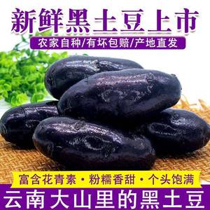新鲜现挖云南紫土豆种子黑土豆种子黑美人黑金刚紫马铃薯乌洋芋
