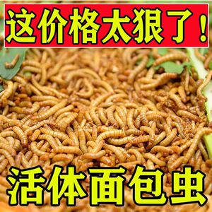 面包虫活体小虫0.8~2.5厘米宠物饲料蝎子蛙鸟画黄粉虫幼虫活包邮